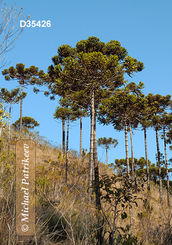 Campos do Jordao State Park, Sao Paulo, Brazil